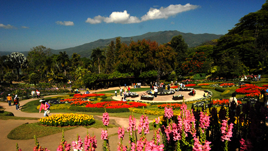 http://www.doitung.org/uploads/pictures/tourism_mfl_garden-02.jpg